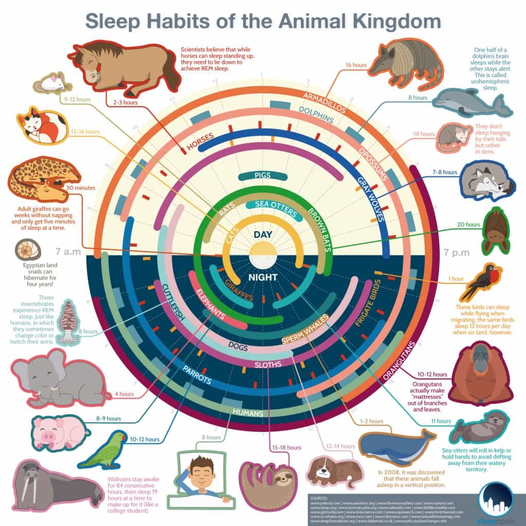 动物王国的睡眠习惯