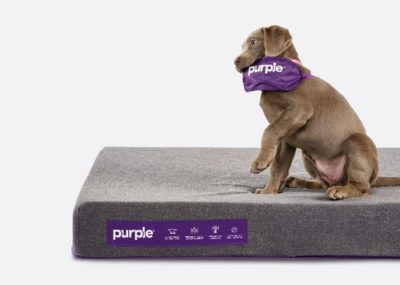 紫色宠物床e1521132208186