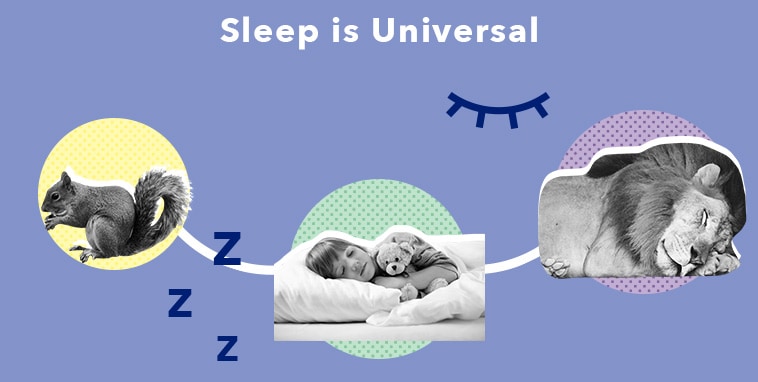SO sleeppedu WhatisSleep Universal