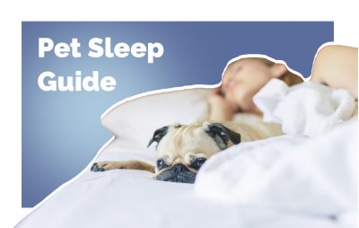 和你的宠物睡觉:优点，缺点，以及如何共享一张床