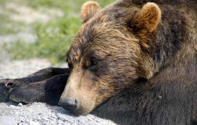 熊在房子下面冬眠——它们真的整个冬天都在睡觉吗?