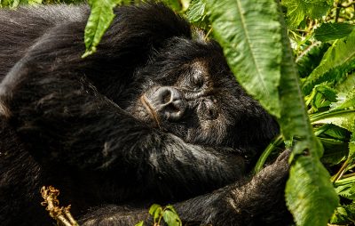 大猩猩如何睡觉？